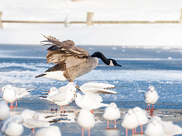 Trumpeter swans flying over a bay.
