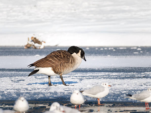 Canada geese (Branta canadensis), members of the Anatidae family and Anseriformes order, observed standing and swimming on a partially frozen pond in winter, in a snowy urban park environment.