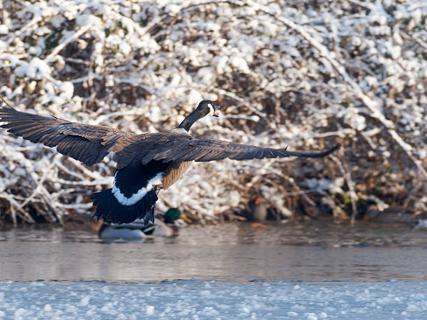 Flock of Canada Geese on an icy river bank taking flight as snow begins to fall.