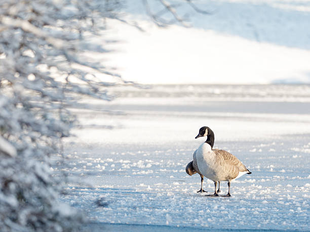 A group of Canada geese (Branta canadensis) gathered on and around a partially frozen, snowy body of water during winter, displaying various behaviors such as swimming, walking and resting, illustrating social adaptation to cold conditions in an urban park.
