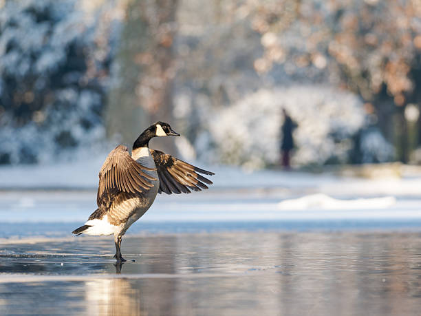 A Canada goose (Branta canadensis) balancing on one leg with wings partially spread on a frozen body of water during winter, illustrating behavioral adaptation and stabilization on ice in an urban natural environment.