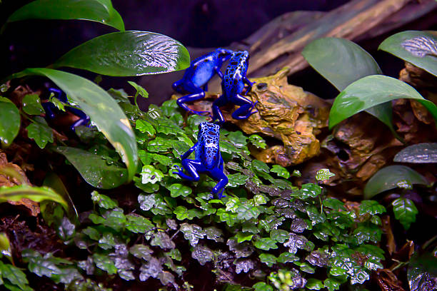 Close up side on shot of a blue poison frog