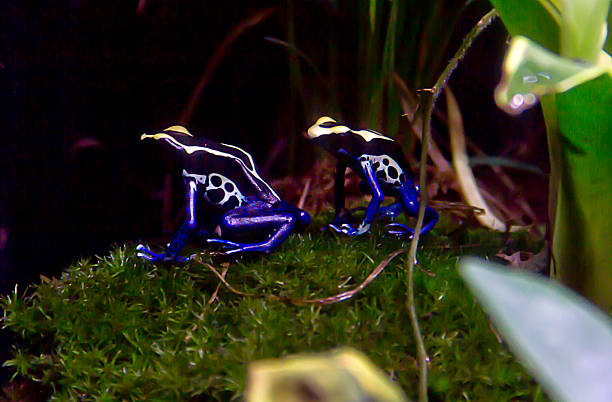 Close up side on shot of a blue poison frog