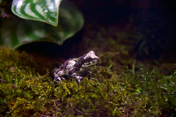 Blue milk frog sitting on a grass, Amazon milk frog (Trachycephalus resinifictrix)