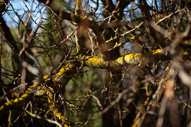 Yellow lichen growing on tree branches and twigs in a natural forest environment, exhibiting vibrant colors and complex textures, reflecting ecological health and resilience