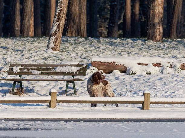 A dog standing alone in a snow-covered public park during winter, with trees and a bench in the background, illustrating a calm winter atmosphere in an urban natural environment.