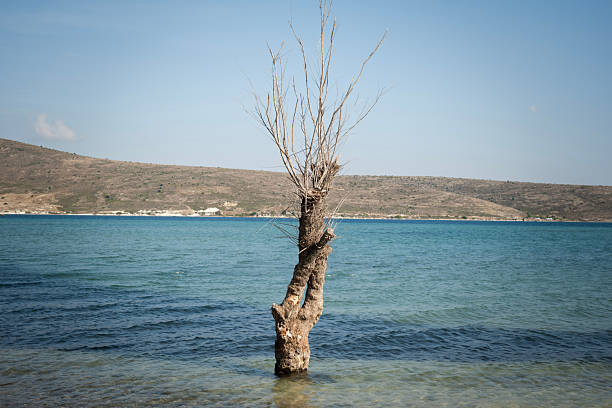 Dead tree trunk standing alone in clear shallow bay water against a backdrop of a dry hillside and vast blue sky, symbolizing solitude, resilience, and the peaceful beauty of nature