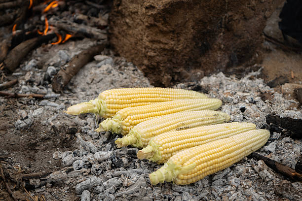 Sweet corn cobs are slowly roasting on hot embers and white ash from a campfire, showcasing traditional outdoor cooking methods and the enjoyment of fresh vegetables during a summer barbecue