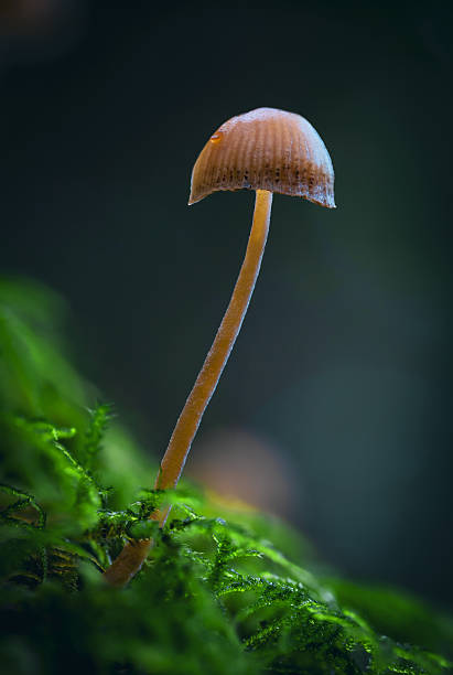 Wild mushroom growing in the lush rainforest on Vancouver Island.