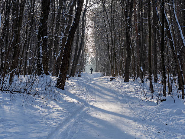 A lone figure walks a snow-covered forest path, sunlight filtering through bare trees. Crisp winter air, tranquil shadows, and peaceful scenery create a serene, nature-filled moment perfect for travel and lifestyle uses.