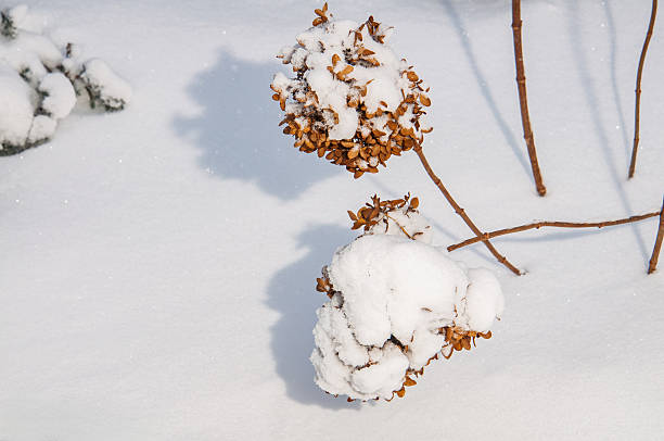 Delicate dried hydrangea flower heads are blanketed with soft white snow, casting gentle shadows on the pristine ground below