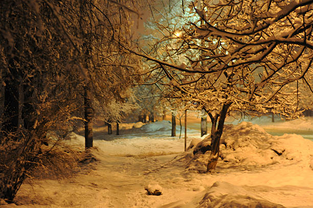 branches covered in fresh snow at night