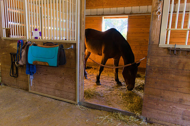 New Smyrna Beach, FL, USA, Nov 22, 2024: Building interior, a brown horse is grazing inside the stable.