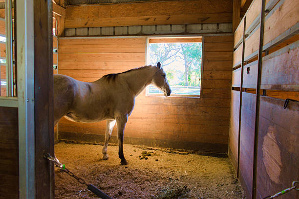 New Smyrna Beach, FL, US, Nov 22, 2024: Building interior, a horse looks out the window from the barn.