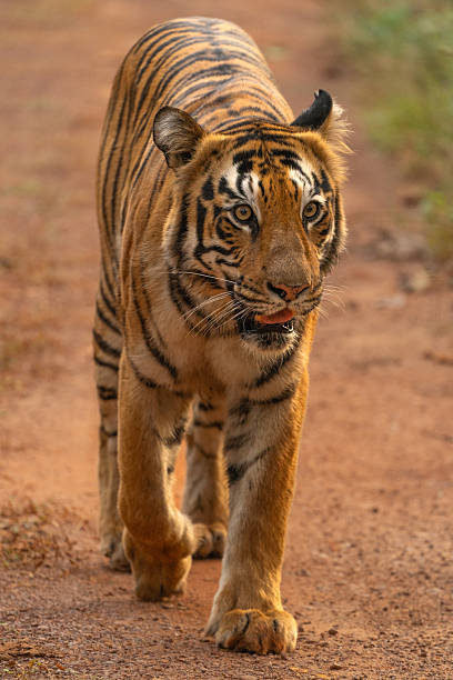 In Tadoba Andhari Tiger Reserve, Maharashtra, India, a Bengal Tiger (Panthera tigris tigris) walks directly toward the camera along a dusty path. Its intense gaze and powerful stride capture the raw majesty of India’s iconic predator in its natural domain