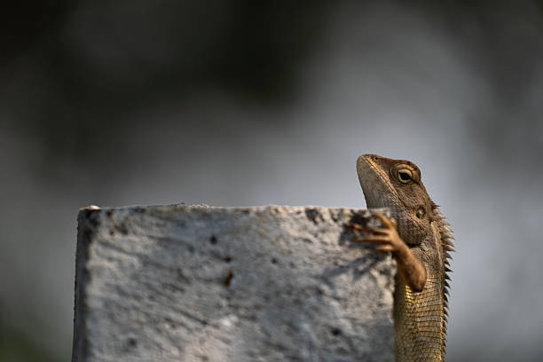 In Tadoba Andhari Tiger Reserve, Maharashtra, India, an Oriental Garden Lizard (Calotes versicolor) clings to a rough concrete surface, its spiny back and textured skin highlighted by soft light. Peeking over the edge, the reptile embodies the quiet resilience of Tadoba’s diverse reptilian fauna.