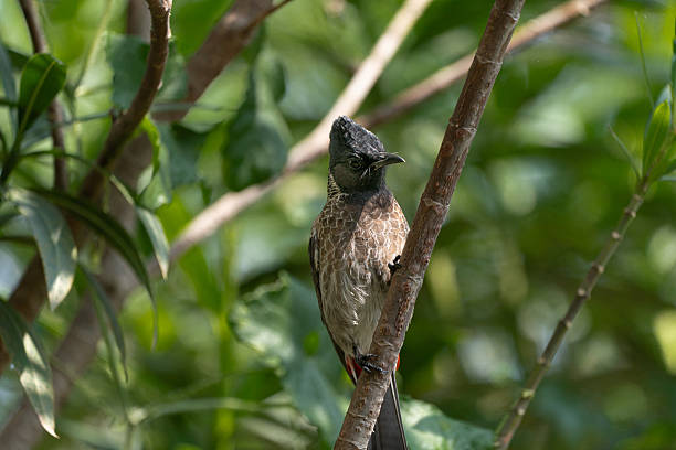 In Tadoba Andhari Tiger Reserve, Maharashtra, India, a Red-vented Bulbul (Pycnonotus cafer) perches among lush green leaves. Its dark crest, streaked chest, and signature red vent stand out against the forest backdrop, capturing a moment of quiet alertness in the reserve’s vibrant birdlife.