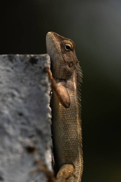 Gecko's eye - animal theme.