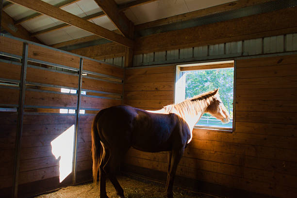New Smyrna Beach, FL, US, Nov 22, 2024: Building interior, a horse looks out the window from the barn.