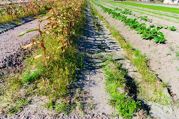 New Smyrna Beach, FL, USA, Nov 22, 2024: Landscape, a few plants survive in the field in winter.