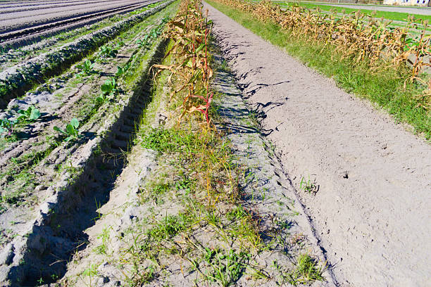 New Smyrna Beach, FL, USA, Nov 22, 2024: Landscape, a few plants survive in the field in winter.