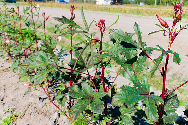 New Smyrna Beach, FL, USA, Nov 22, 2024: Close up, some Okra plants survive in the winter.