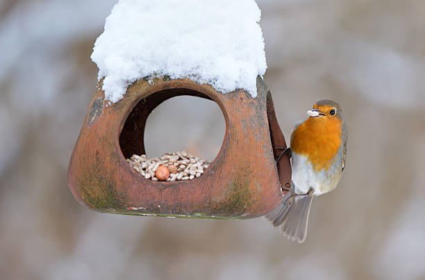 European robin sitting on a terracotta bird feeder covered in snow.