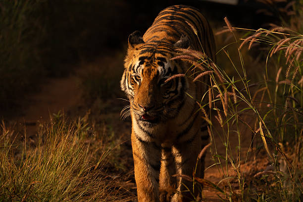 In Tadoba Andhari Tiger Reserve, Maharashtra, India, a Bengal Tiger (Panthera tigris tigris) walks directly toward the camera along a dusty path. Its intense gaze and powerful stride capture the raw majesty of India’s iconic predator in its natural domain
