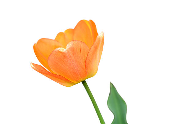 Branch of spring tulip flower isolate white