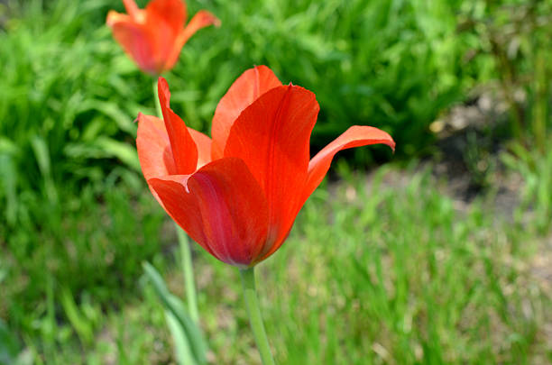 Tulip flower on garden day