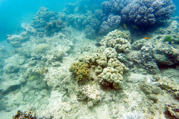 Sea blooming Coral reef  propagated Prickly alcyonarian - Dendronephthya sp.  Hot Orange soft coral Scuba diving  Underwater Sea life  corals propagated. School of red sea fish ( scalefin anthias ). Pseudanthias squamipinnis .
