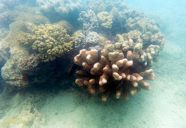 A diverse underwater scene in Costa Brava, Spain, featuring vibrant yellow and purple coral surrounded by a variety of fish. The rocky seabed and clear waters provide a perfect habitat for the thriving marine life. At La Massa d'or diving point in Cap de Creus