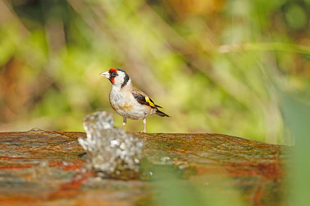Goldfinch on a perch in the Autumn, garden wildlife photography in England