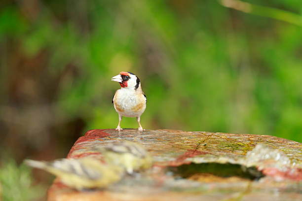 European Goldfinch on a perch with plain brown background.