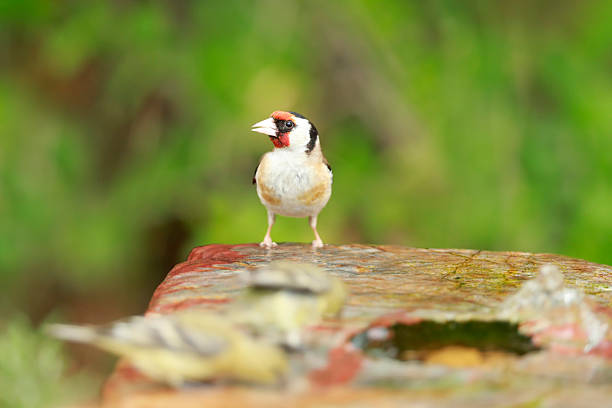 European goldfinch ( Carduelis carduelis )