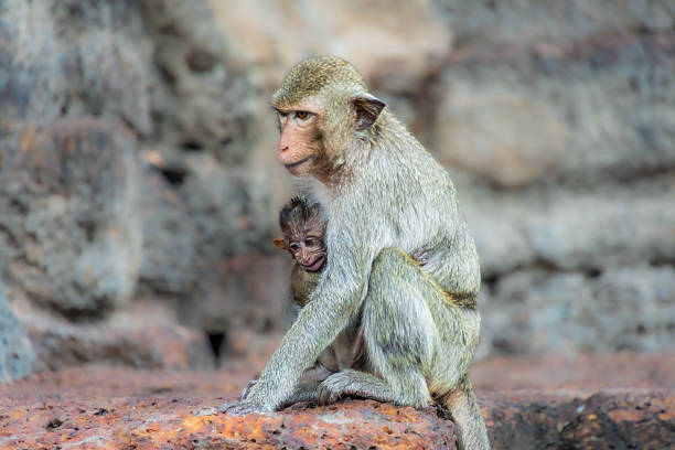 Crab-eating macaques at the Phra Prang Sam Yot temple in Lopburi province, Thailand