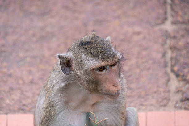 Crab-eating macaques at the Phra Prang Sam Yot temple in Lopburi province, Thailand