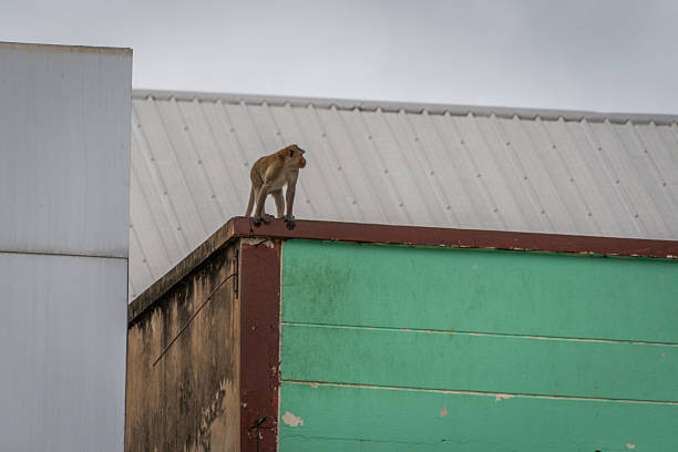 Crab-eating macaques at the Phra Prang Sam Yot temple in Lopburi province, Thailand
