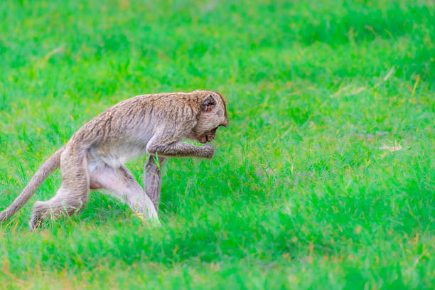 Crab-eating macaques at the Phra Prang Sam Yot temple in Lopburi province, Thailand