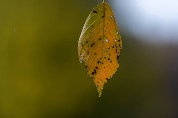 The last remaining autumn-colored leaf