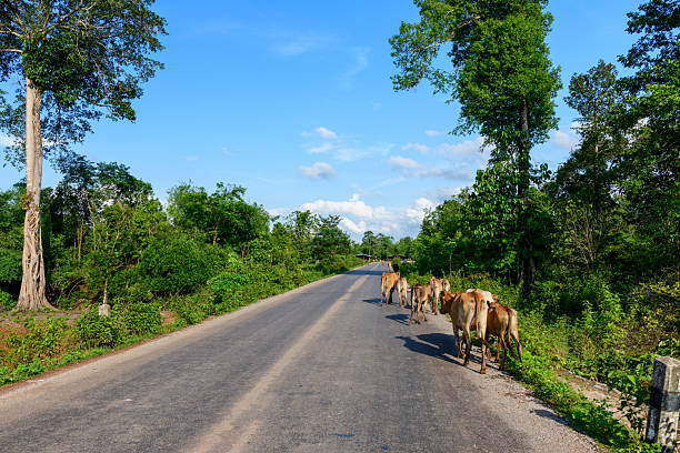 A group of cows moves down a quiet country road bordered by dense green vegetation and tall tropical trees under a bright blue sky. The scene captures a typical moment of rural life in the Laotian countryside, with vivid natural surroundings and a sense of open space.