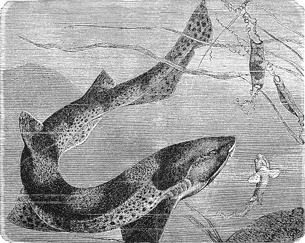Small-spotted catshark (Scyliorhinus canicula) depicting its spotted camouflage pattern, slender form, and characteristic nasal barbels, old vintage illustration, 1895.