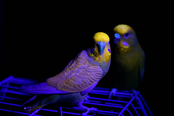 Four brightly colored budgerigars—turquoise, yellow, blue, and green—are perched side by side on a wooden stick inside a cage. The birds' soft plumage and calm demeanor create a visually pleasing and peaceful composition, with vertical cage bars in the background emphasizing their enclosed environment.