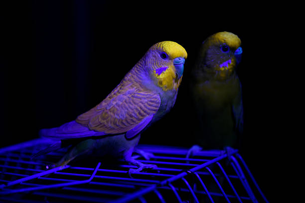Four brightly colored budgerigars—turquoise, yellow, blue, and green—are perched side by side on a wooden stick inside a cage. The birds' soft plumage and calm demeanor create a visually pleasing and peaceful composition, with vertical cage bars in the background emphasizing their enclosed environment.