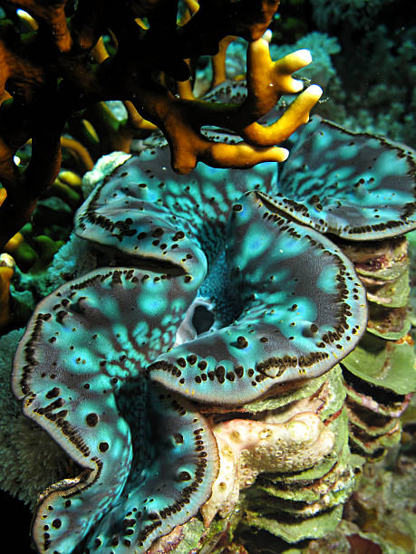 Tridacna マキシマ - オオシャコガイのストックフォトや画像を多数ご