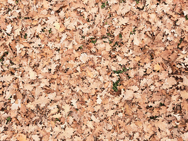 Overhead view of a dense layer of dry oak leaves covering the ground in late autumn. The warm brown and beige tones create a natural, organic texture, with overlapping leaf shapes forming a continuous seasonal carpet. The image conveys transition, stillness, and the quiet accumulation of time in a deciduous landscape