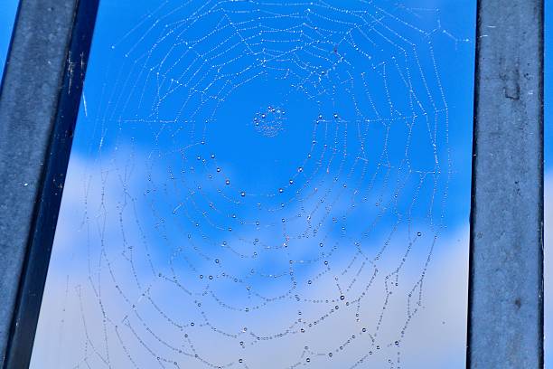 Close-up of a delicate spider web adorned with glistening dew drops against a blurred natural background.