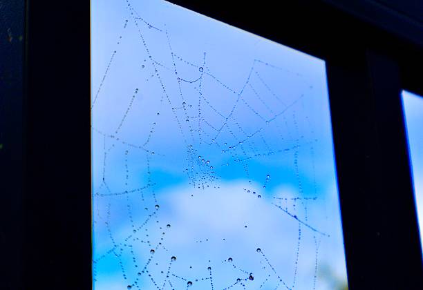 An intricate spider cobweb becomes visible as dew beads cling to fine silk threads.The circular structure suggests a classic orb-weaver design.Early morning light creates a luminous contrast against the sky.A peaceful scene capturing the quiet beauty of natural engineering.