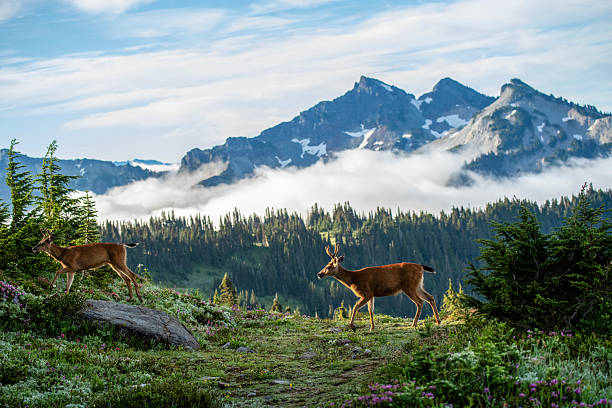 istock Deer running in Mt Rainier National Park 2255979986
