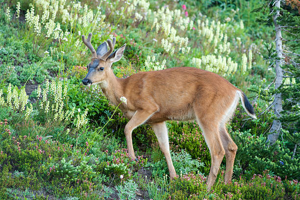 Deer seen from Skyline Trail of Mt Rainier Paradise, Mt Rainier National Park, Washington, USA